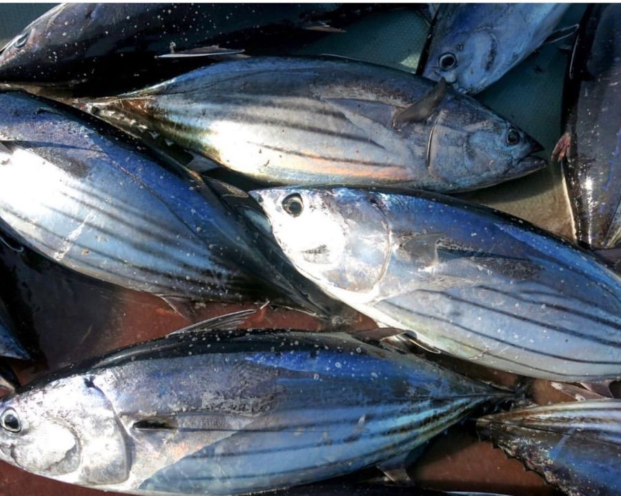 Fresh Chilled Skipjack Tuna (Katsuo) 鰹鱼 3kg/pc x2pcs