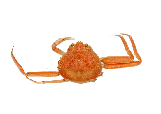 Boiled Snow Crab Random Sizes, Missing Legs 10kg/ Box