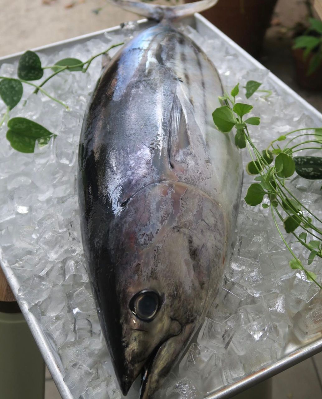 Fresh Chilled Skipjack Tuna (Katsuo) 鰹鱼 3kg/pc x2pcs