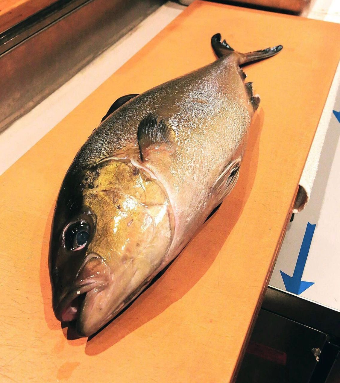 Live Chilled Amberjack (Kanpachi)