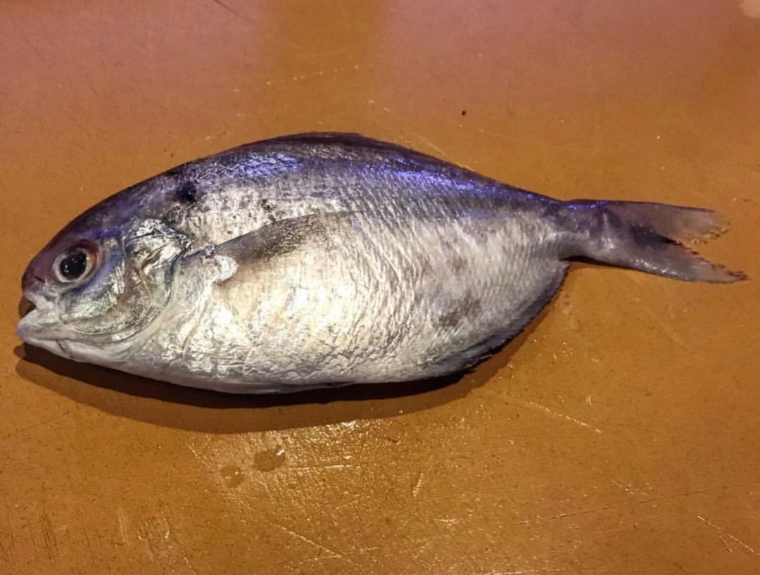 Fresh Chilled Butterfish (Ebodai) 100g+/pc 1kg Box