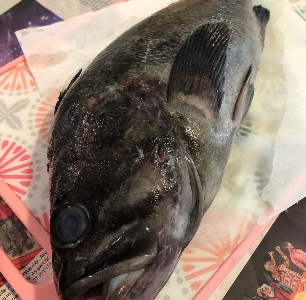 Fresh Chilled Black Rock Fish (Kurosoi)