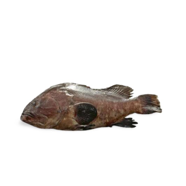 Fresh Chilled Longtooth Grouper (Kue) 