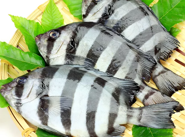 Fresh Chilled Striped Beakfish (Ishidai)