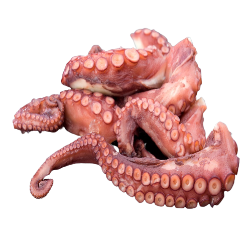 Octopus Leg