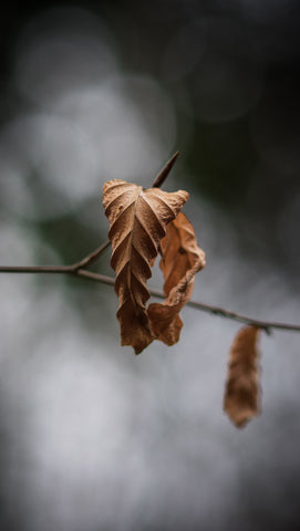 Image of dried leaves from underwatering. Photo by Lachlan Gowen on Unsplash