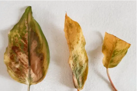 Image of overwatered leaf. Credits: Plant Care for Beginners