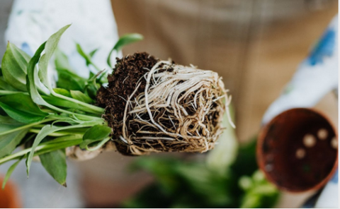 Image of Healthy roots. Photo by Karolina Grabowska from Pexels