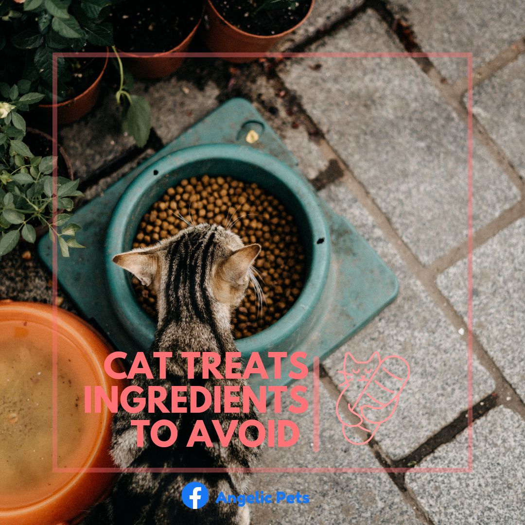 Cat Treats Ingredient To Avoid