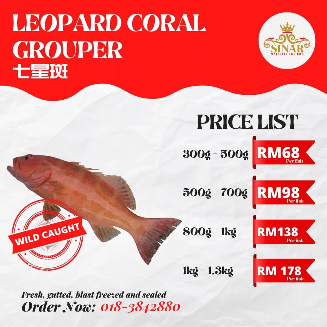 Leopard Coral Grouper