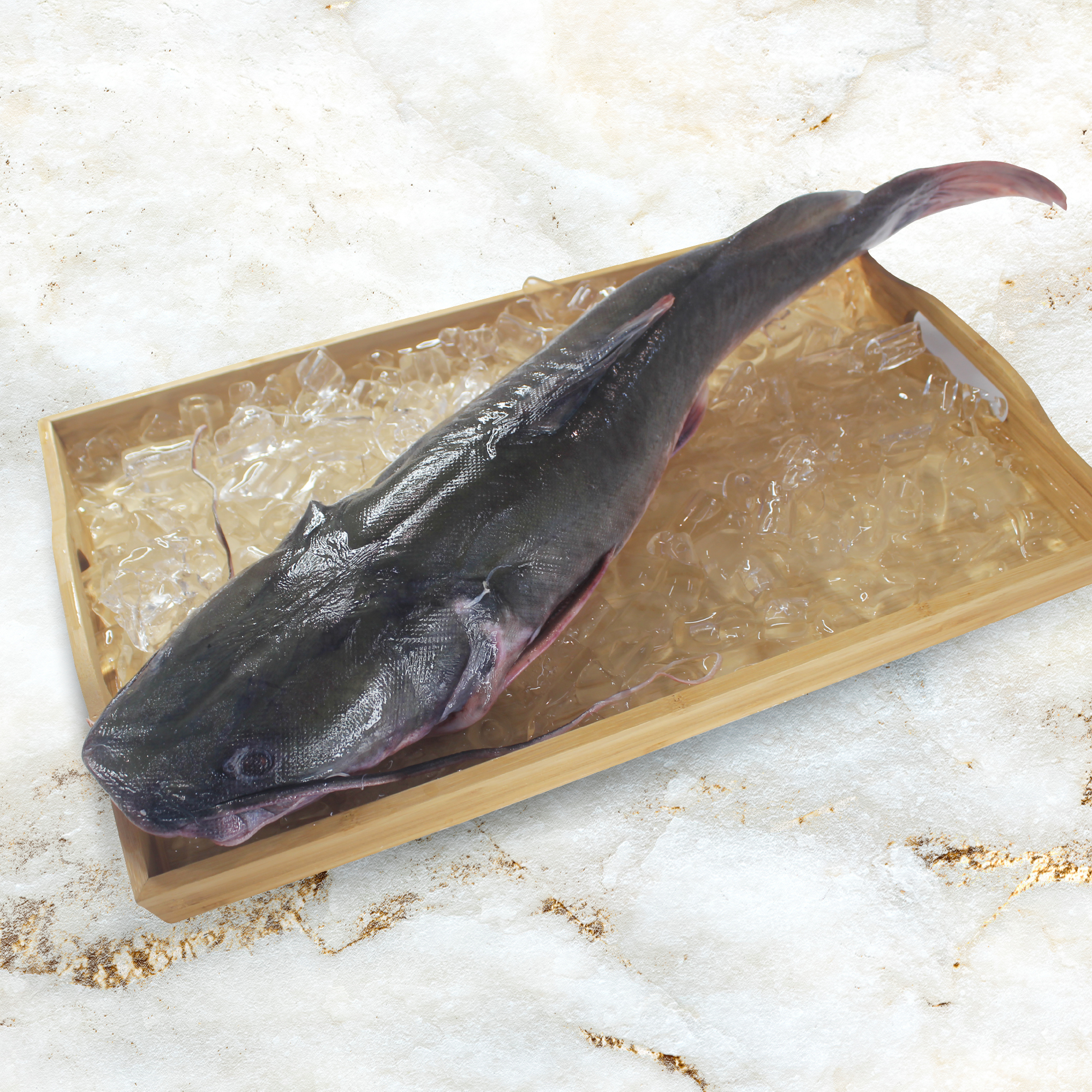 RedTail Catfish