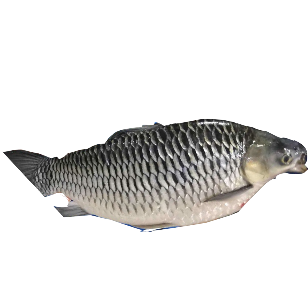 Black Emperor Fish
