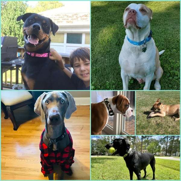 🐶2023 New - 49% OFF🐶Nylon Camouflage Adjustable LED Glow Dog Collar?