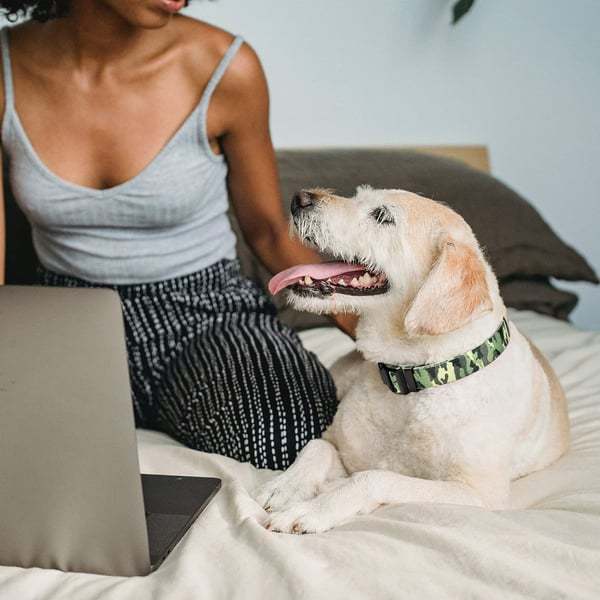 🐶2023 New - 49% OFF🐶Nylon Camouflage Adjustable LED Glow Dog Collar?