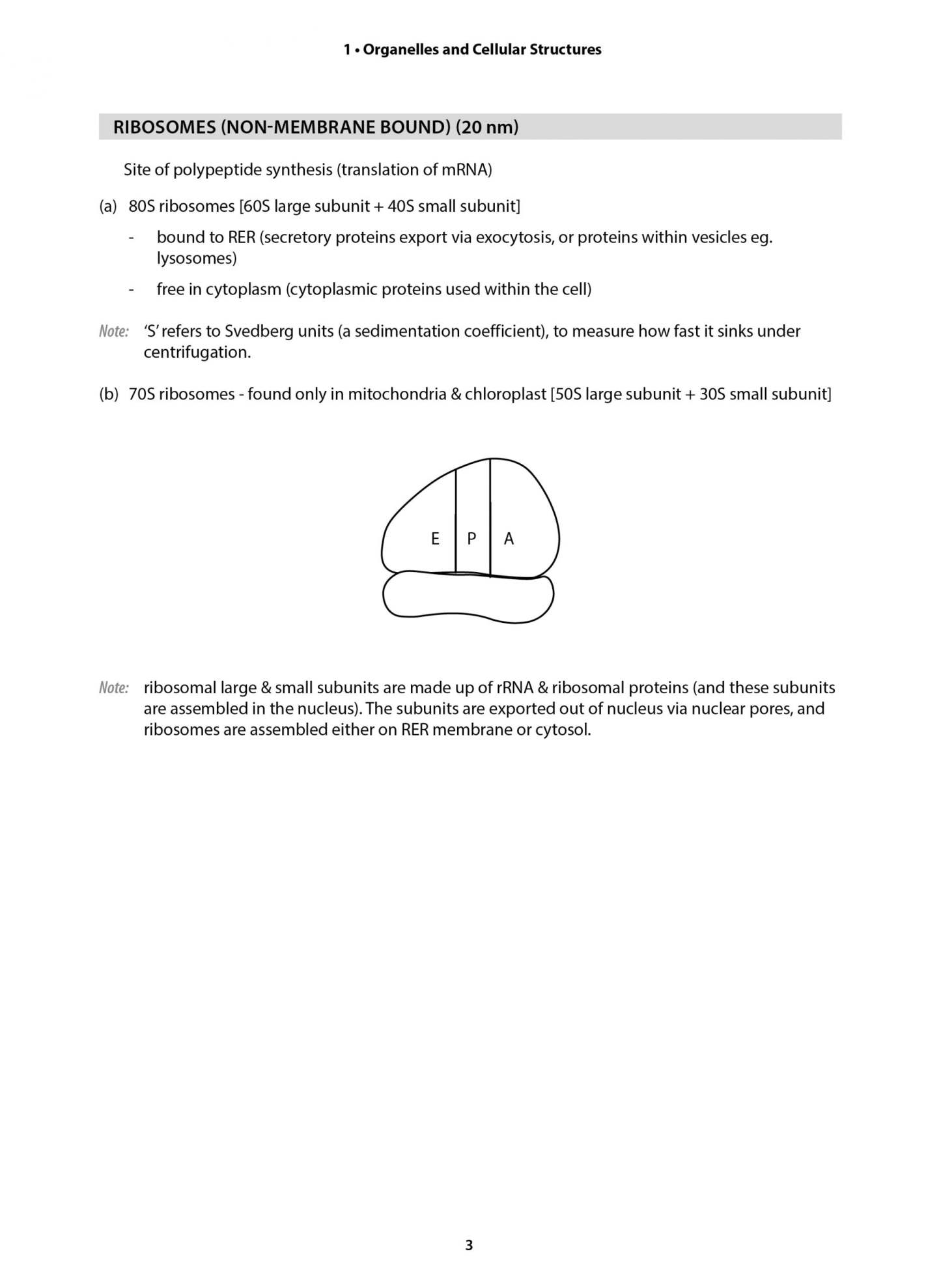 Key Guide A-Level H2 Biology: Key Summaries for Effective Revision