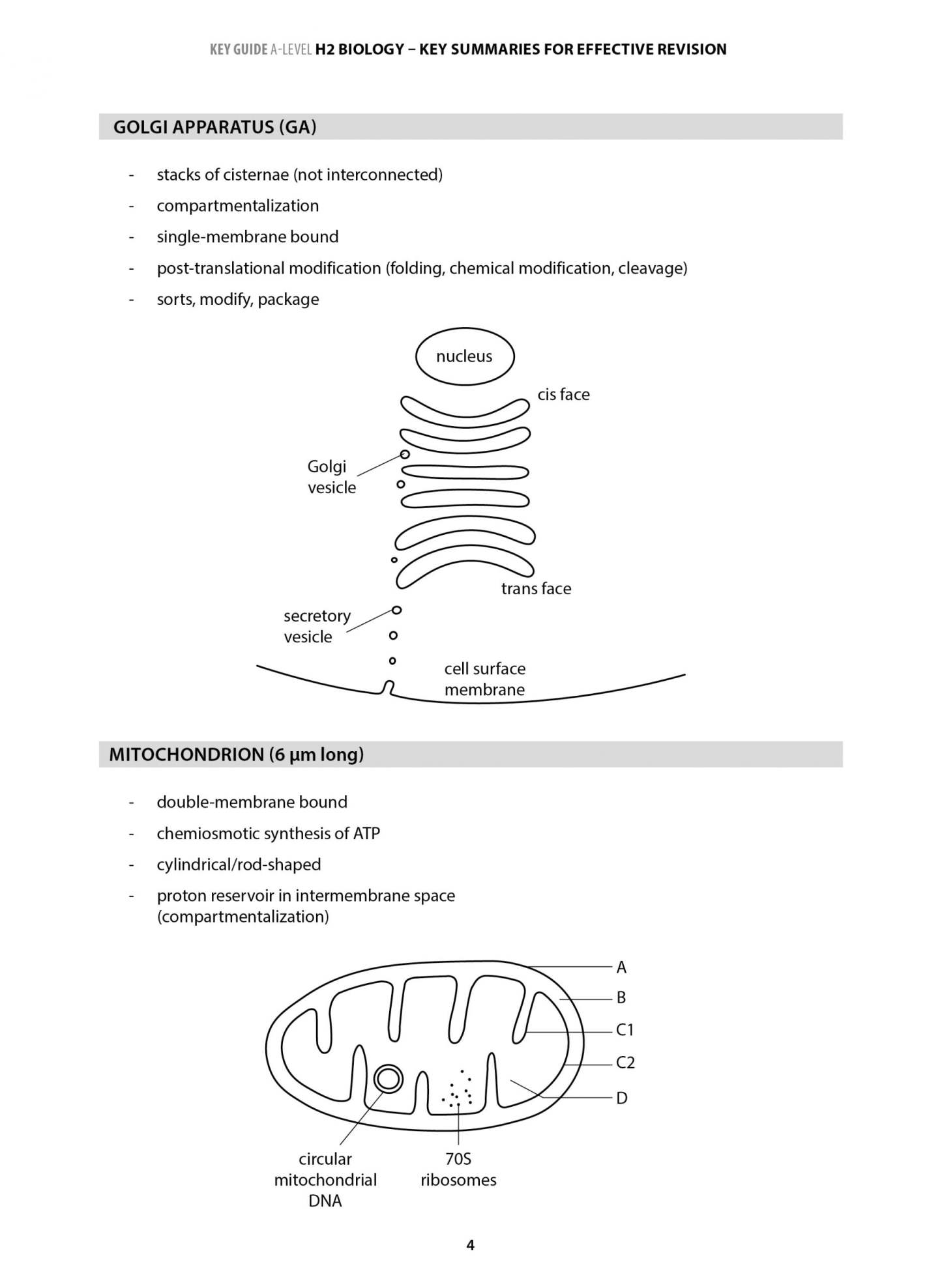 Key Guide A-Level H2 Biology: Key Summaries for Effective Revision