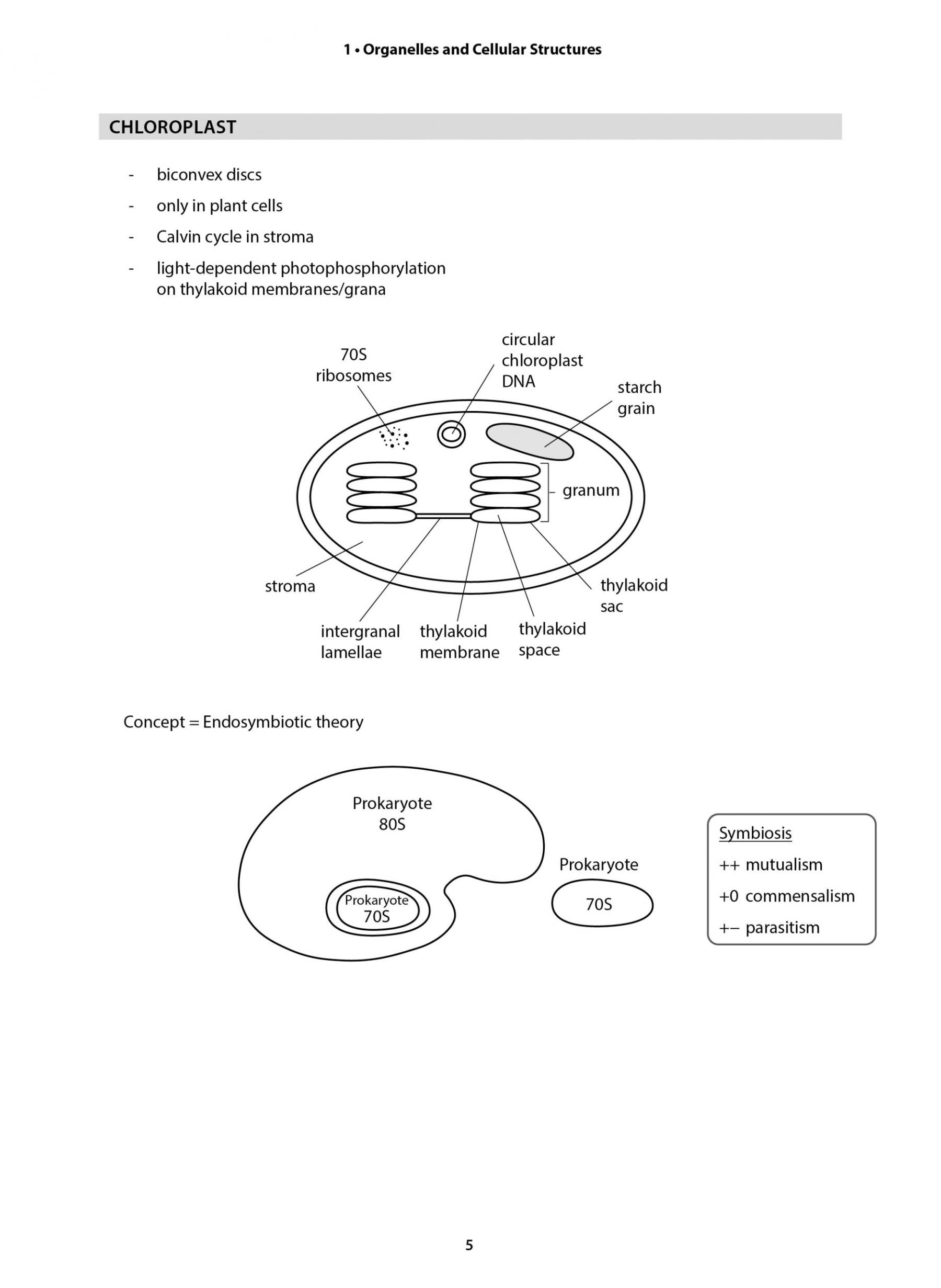Key Guide A-Level H2 Biology: Key Summaries for Effective Revision