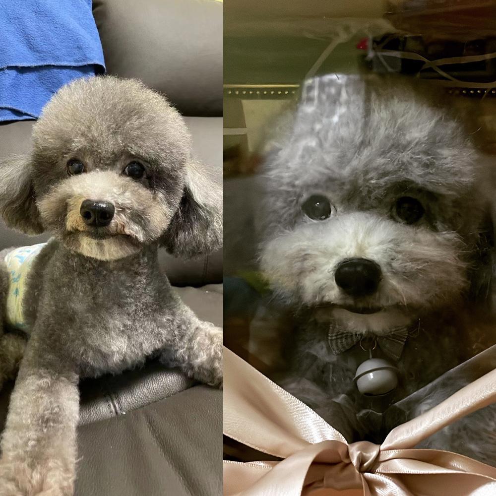 Custom Needle Felted Pet, Felted Animal Pet Parent Gift with Free Acrylic Gift Box - soufeelmy