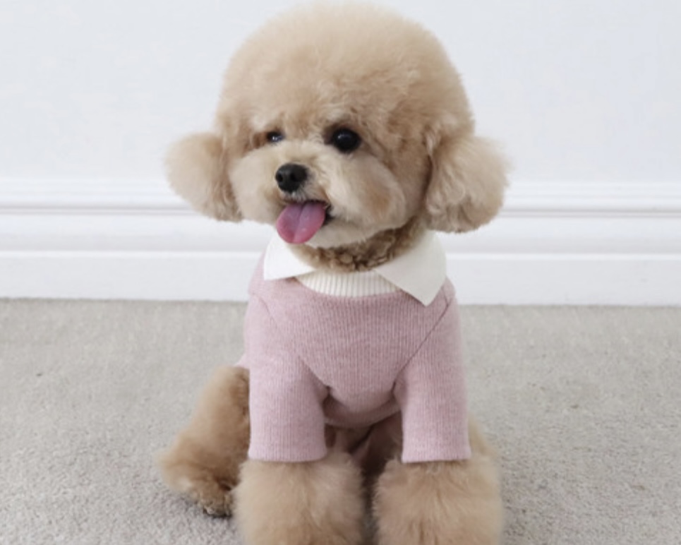Chiot Blanc Knit Collar T-Shirt (Pink)