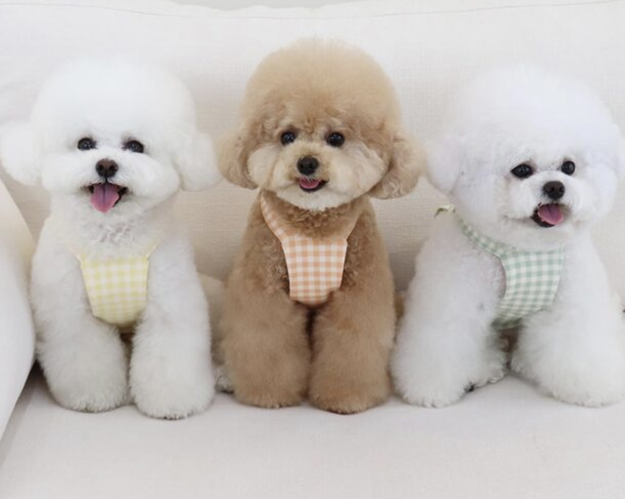 Together Check Crop Top Overall (Orange)