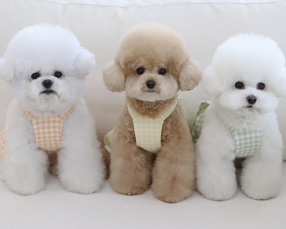 Chiot Together Check All in One Overall (Mint)