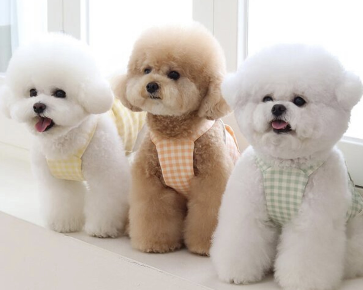 Together Check Crop Top Overall (Yellow)