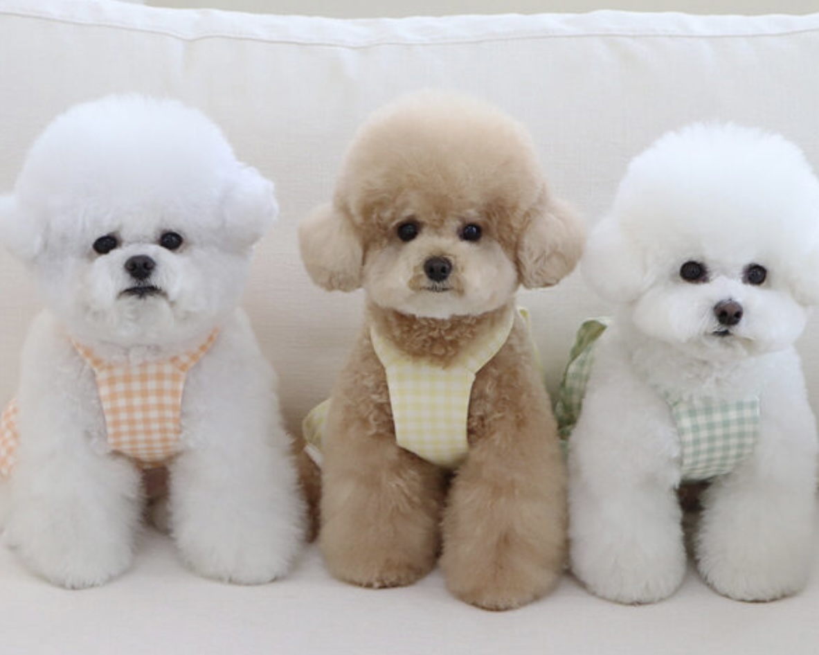 Chiot Together Check All in One Overall (Orange)