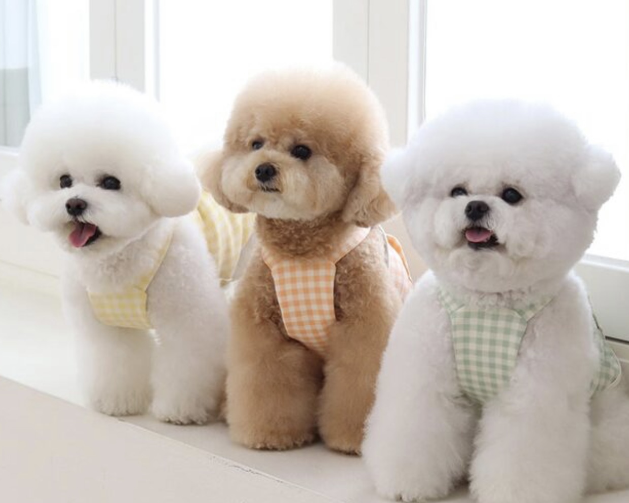 Chiot Together Check Crop Top Overall (Yellow)