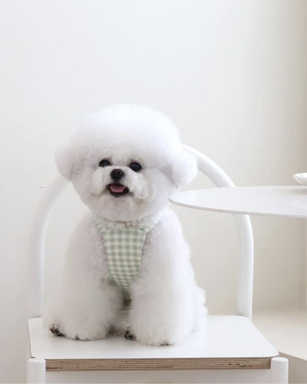 Chiot Together Check Crop Top Overall (Mint)