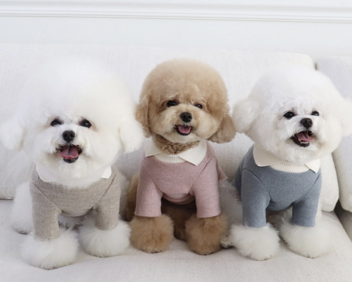 Chiot Blanc Knit Collar T-Shirt (Blue)