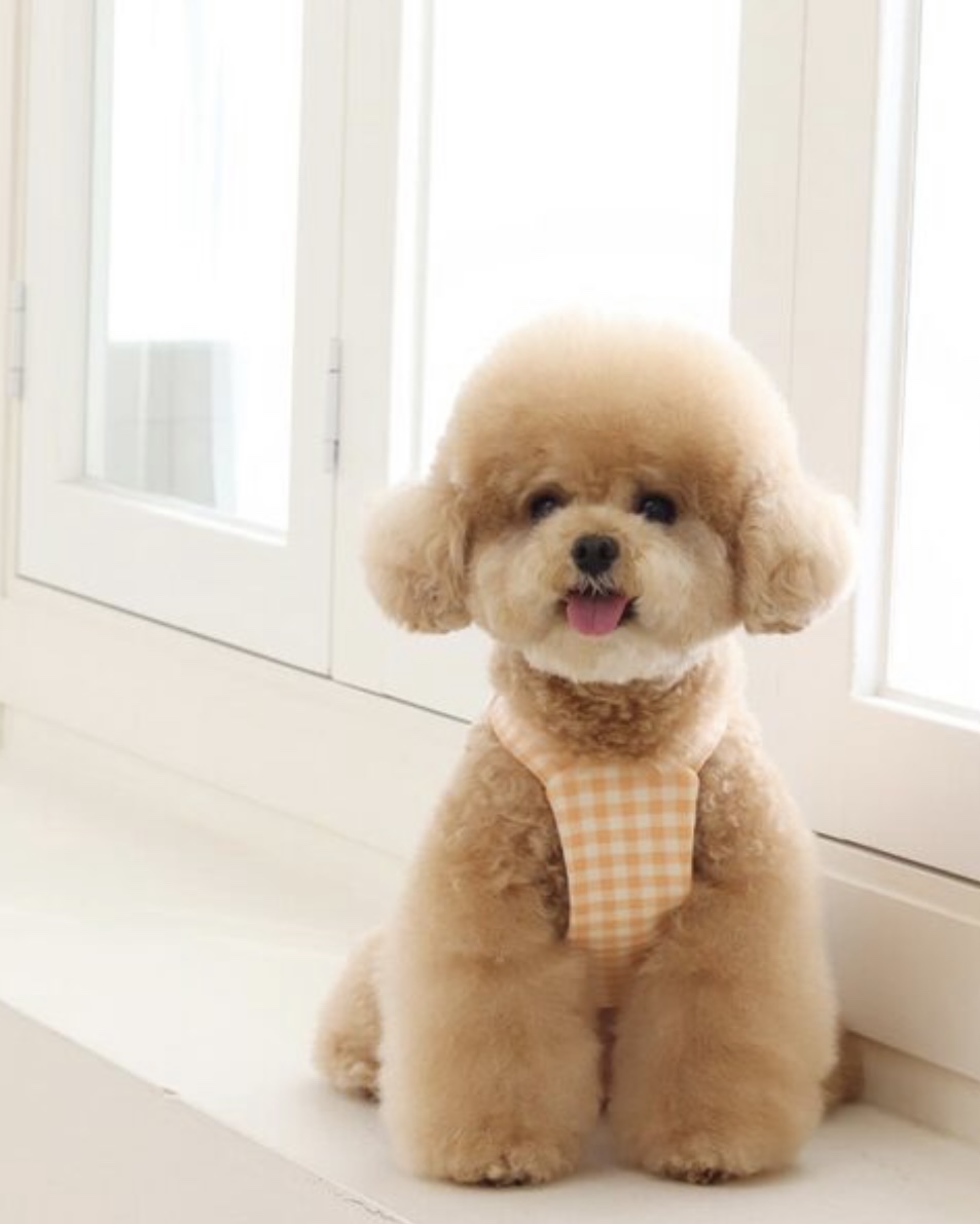 Together Check Crop Top Overall (Orange)