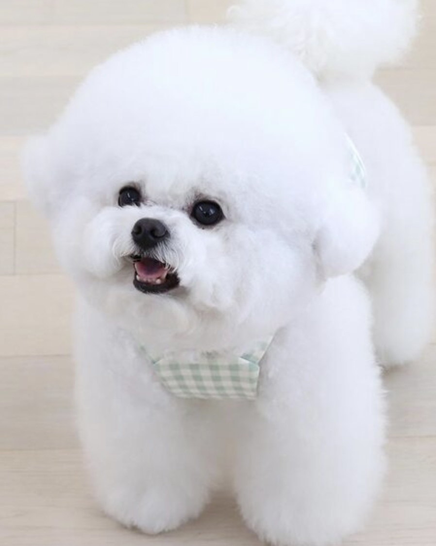 Chiot Together Check Crop Top Overall (Mint)