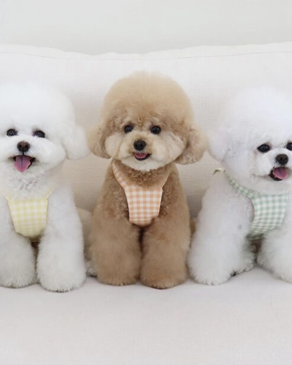 Chiot Together Check Crop Top Overall (Mint)