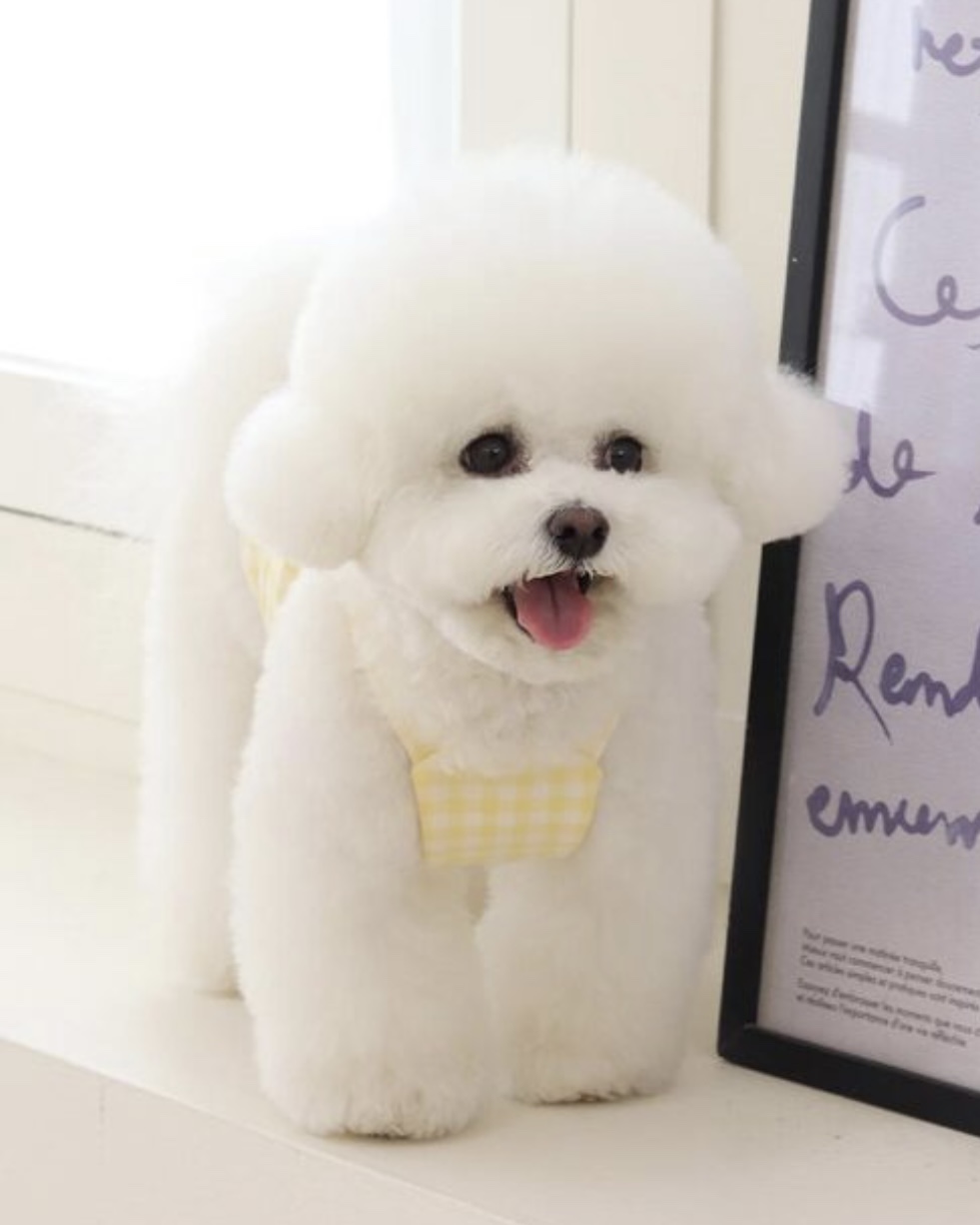 Together Check Crop Top Overall (Yellow)