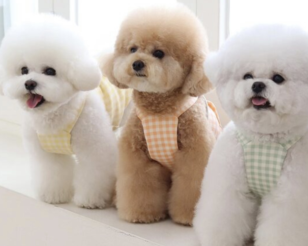 Together Check Crop Top Overall (Orange)