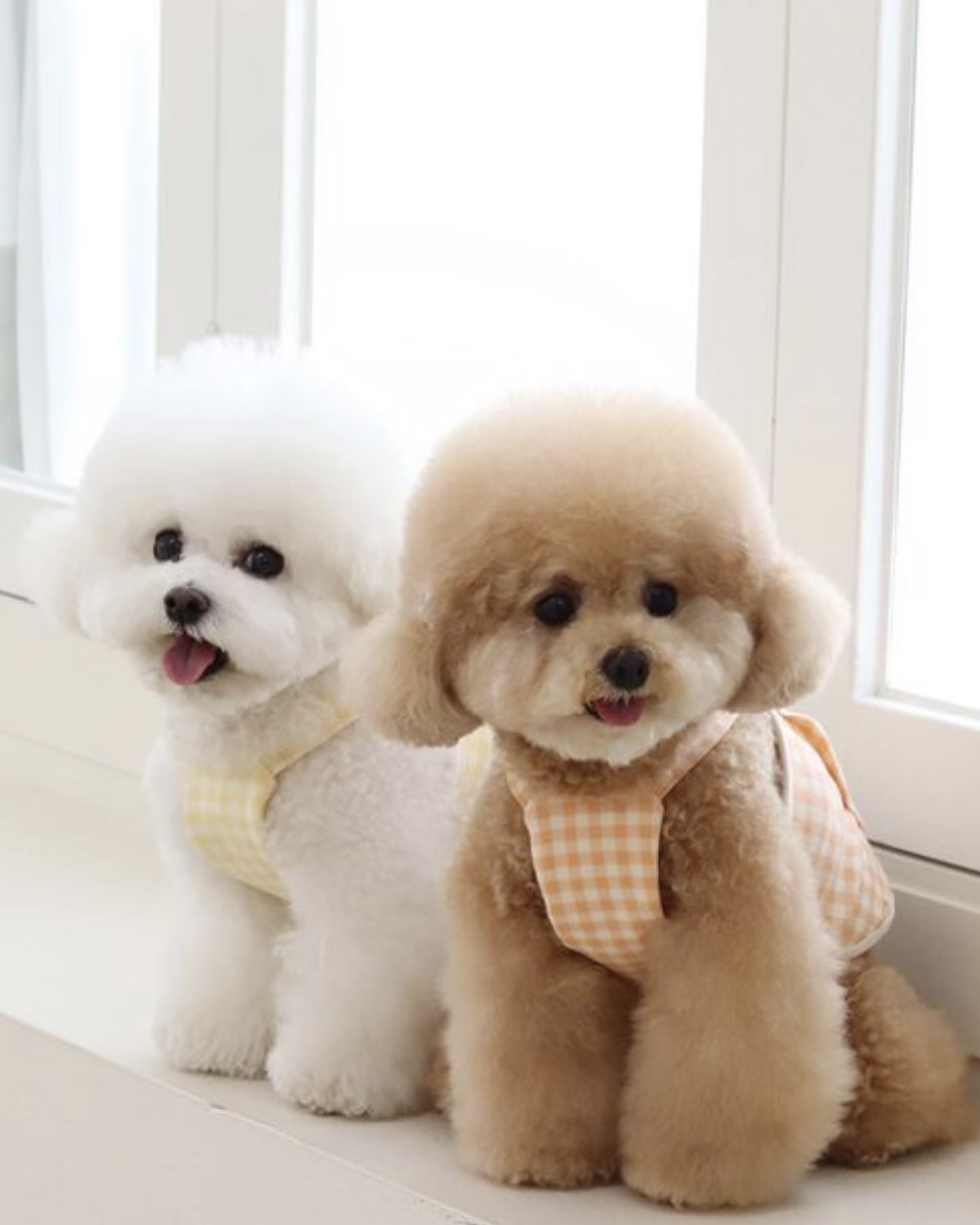 Chiot Together Check Crop Top Overall (Yellow)