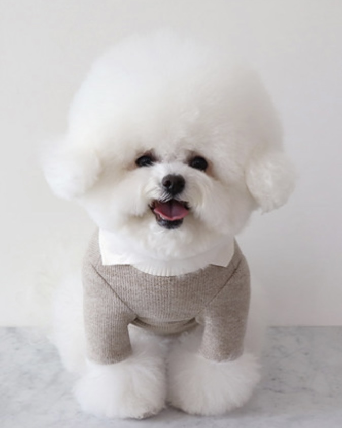 Chiot Blanc Knit Collar T-Shirt (Beige)