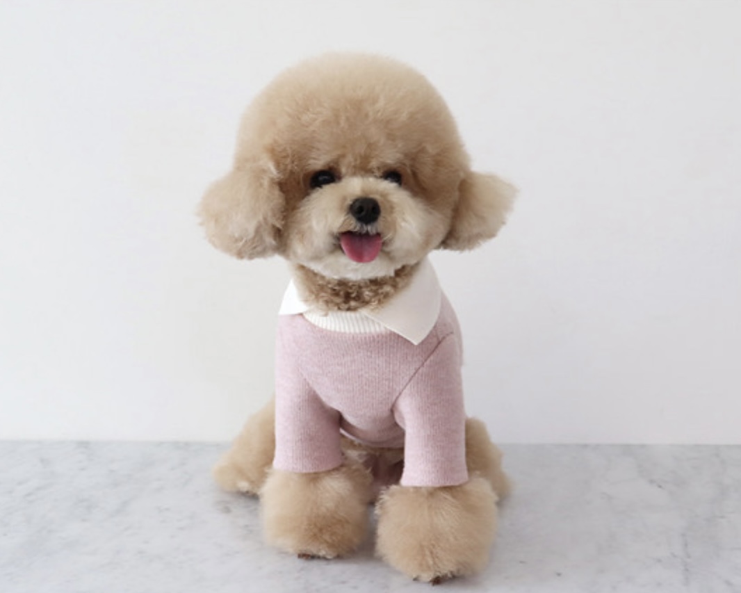 Chiot Blanc Knit Collar T-Shirt (Pink)