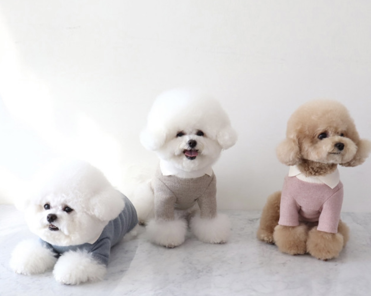 Chiot Blanc Knit Collar T-Shirt (Blue)