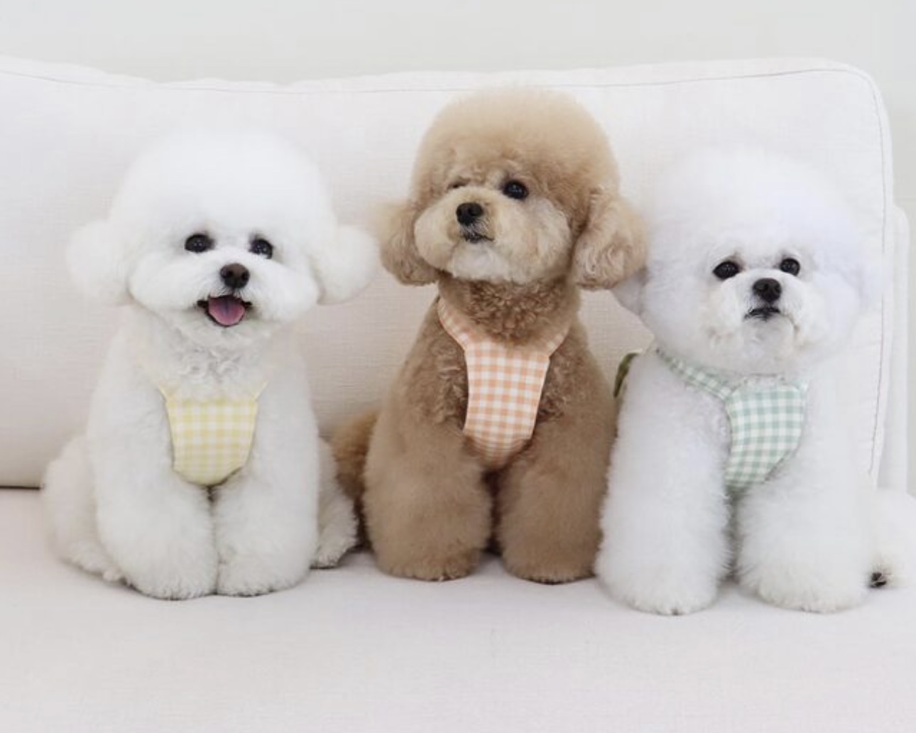 Chiot Together Check Crop Top Overall (Mint)