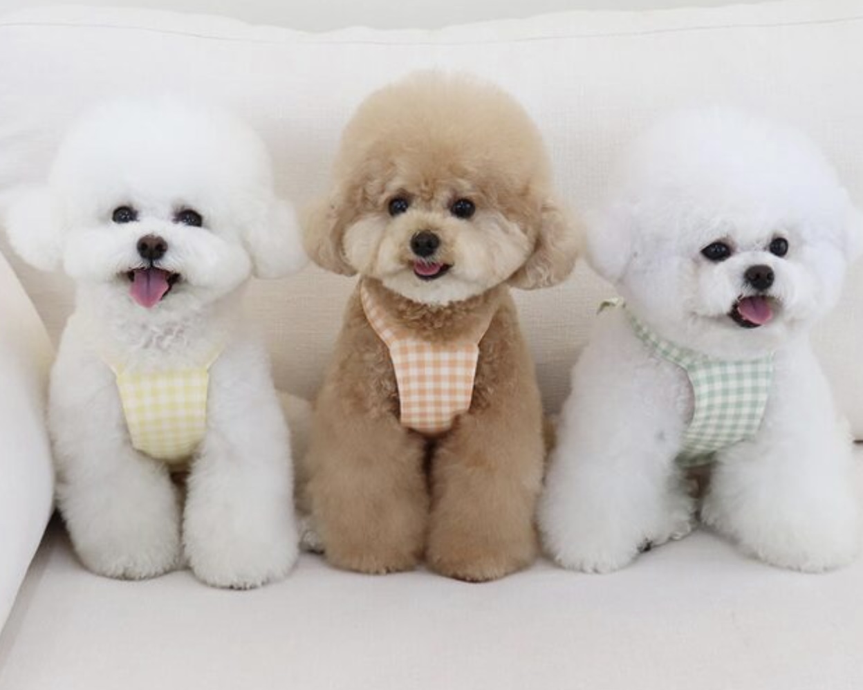 Together Check Crop Top Overall (Yellow)