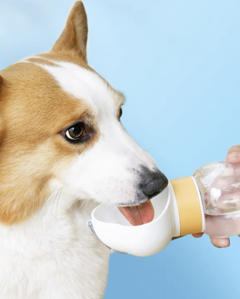 Portable Bottle with Snack Base