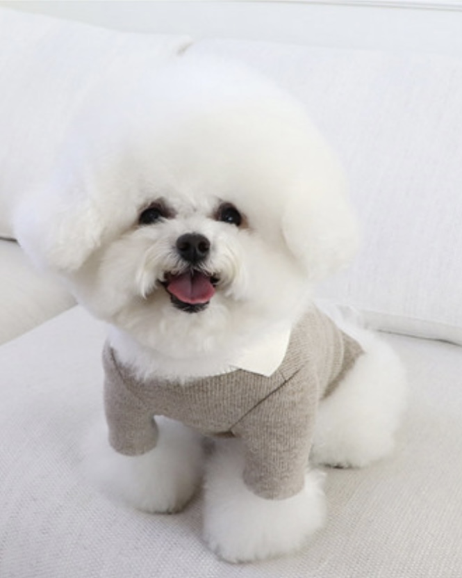 Chiot Blanc Knit Collar T-Shirt (Beige)