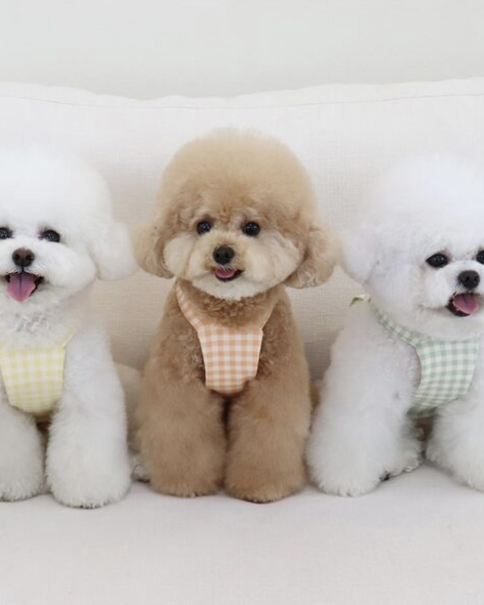 Chiot Together Check Crop Top Overall (Yellow)