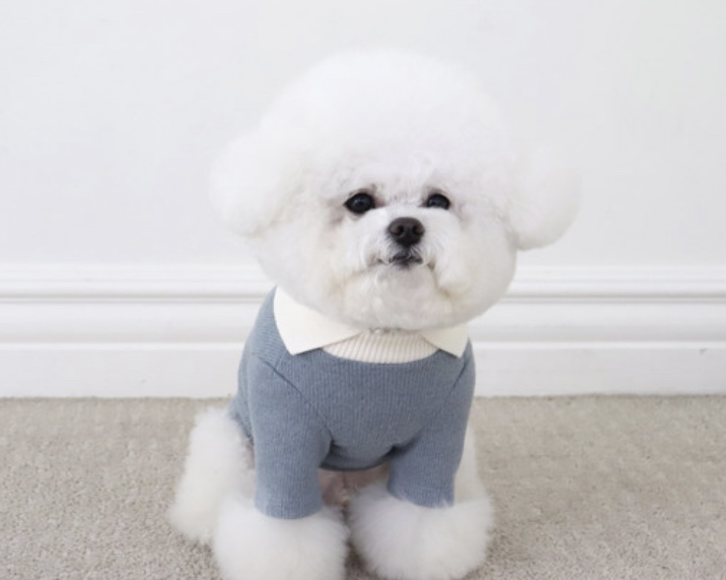 Chiot Blanc Knit Collar T-Shirt (Blue)