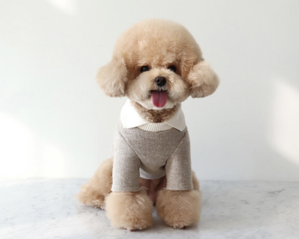 Chiot Blanc Knit Collar T-Shirt (Beige)