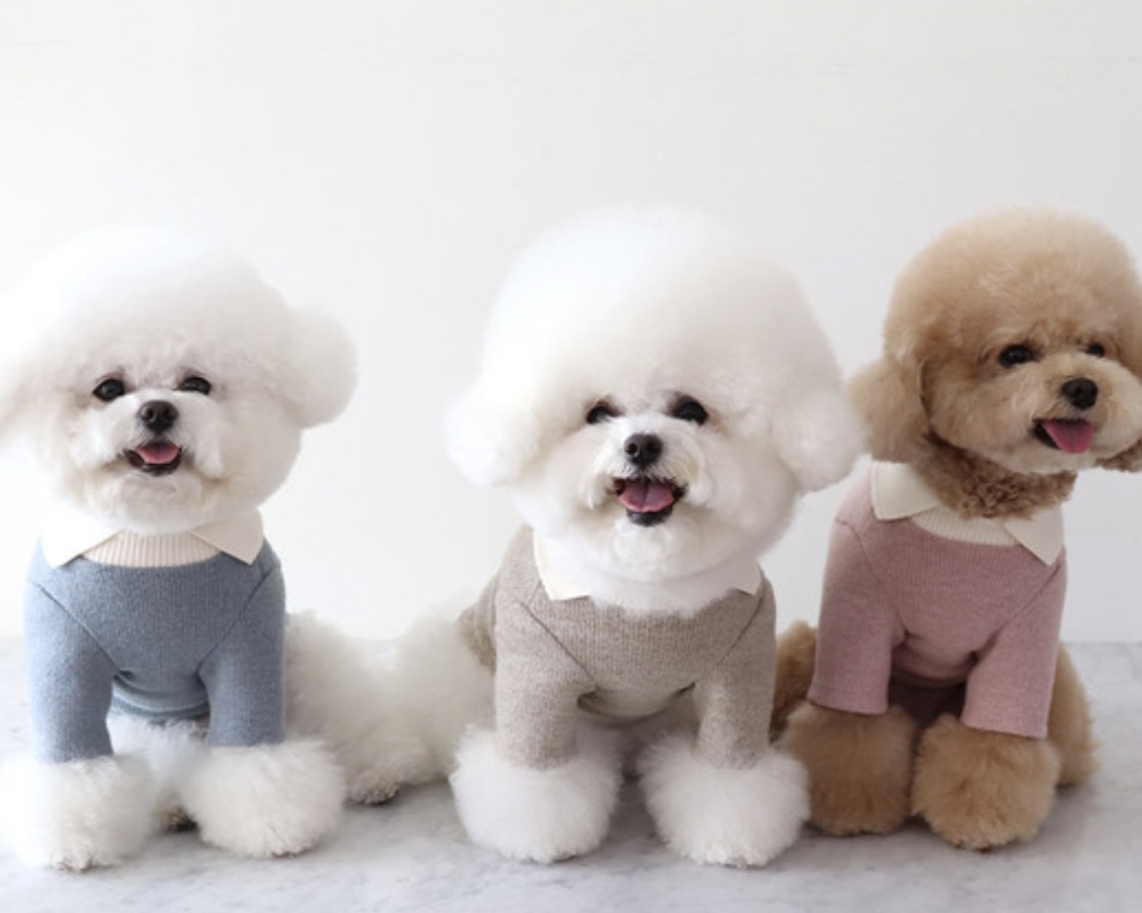 Chiot Blanc Knit Collar T-Shirt (Blue)