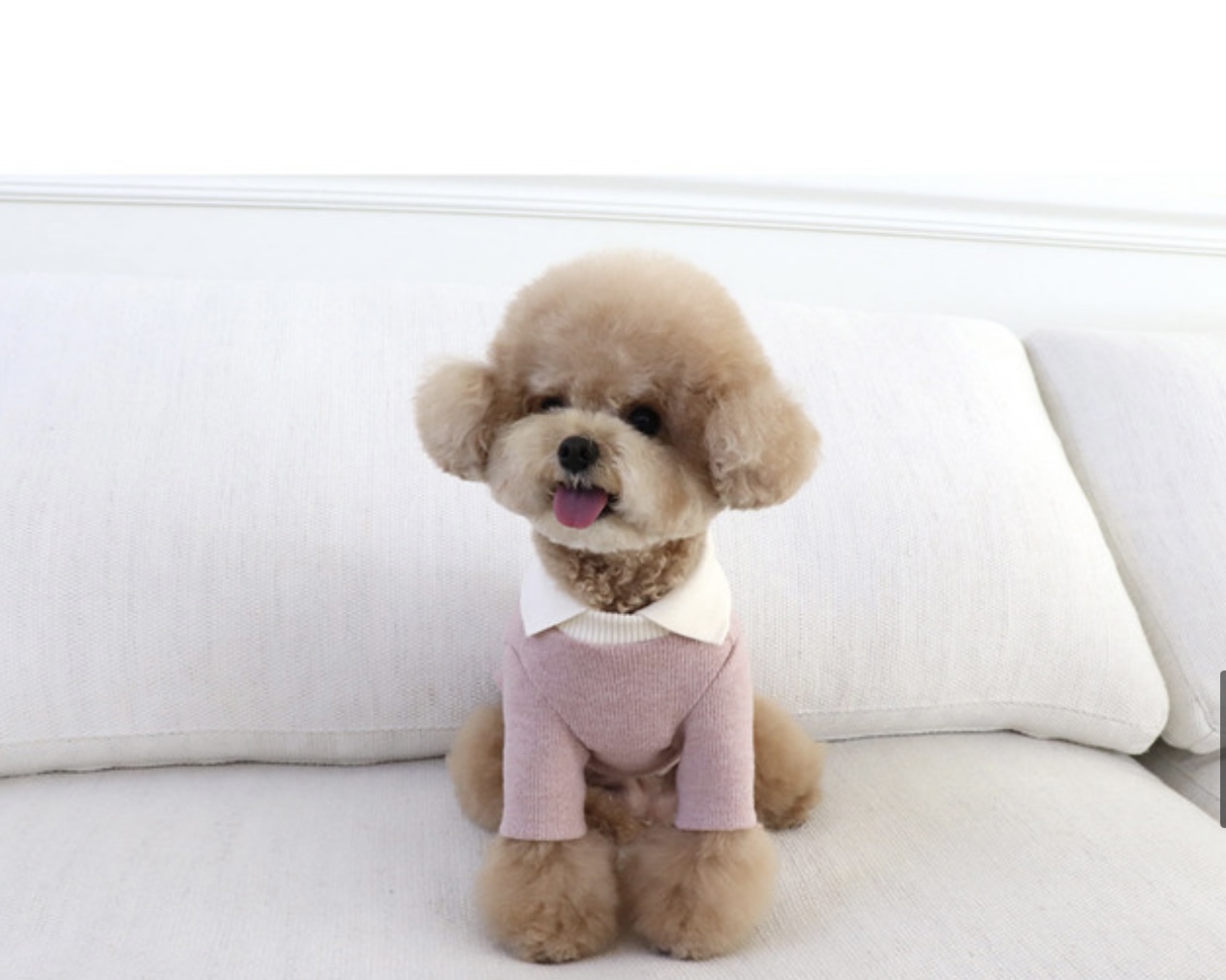 Chiot Blanc Knit Collar T-Shirt (Pink)