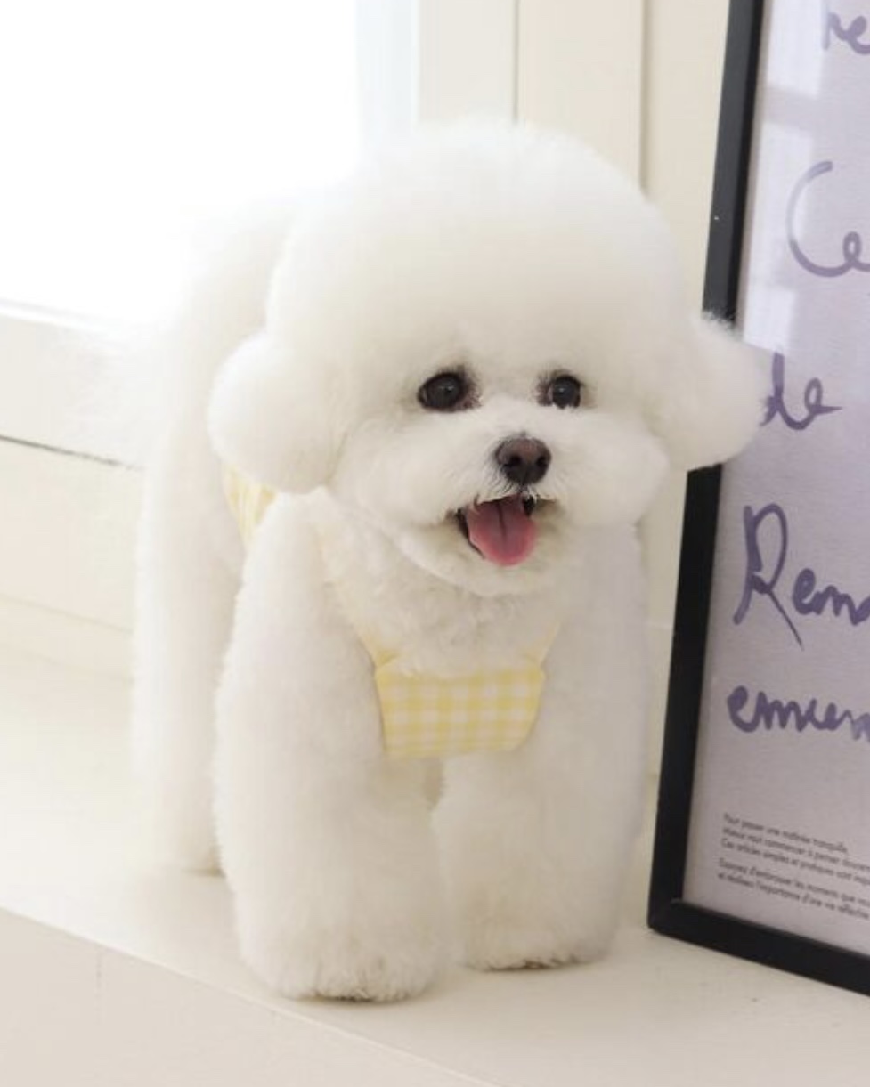 Chiot Together Check Crop Top Overall (Yellow)