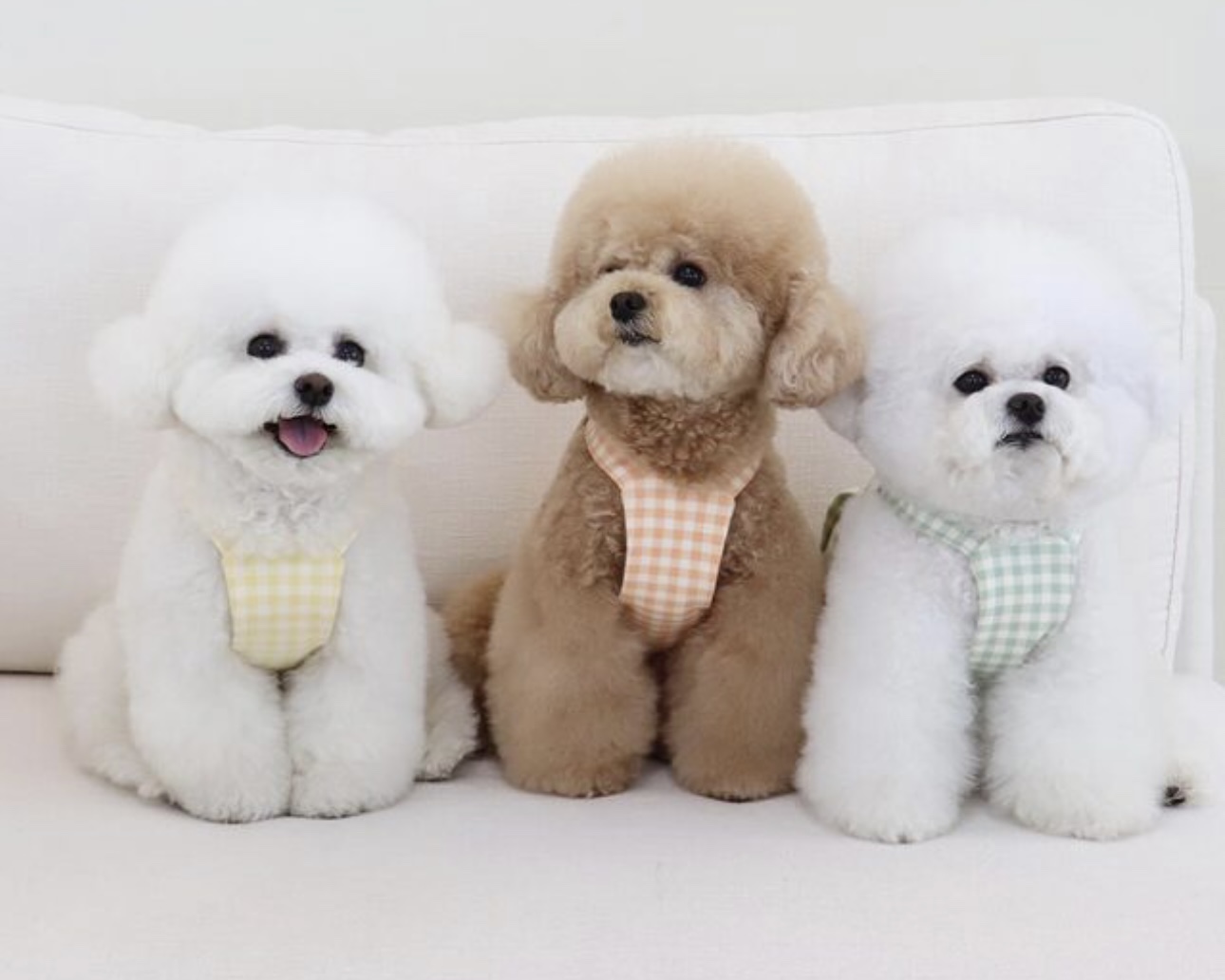 Chiot Together Check Crop Top Overall (Yellow)